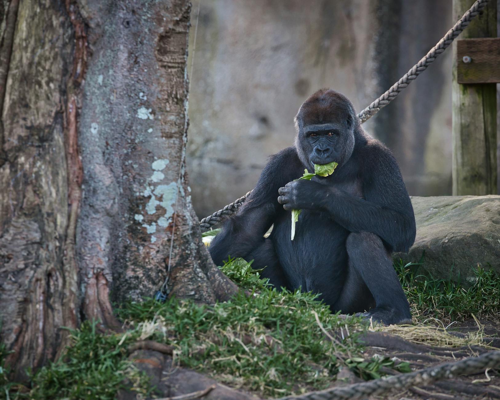 Gorilla Bar